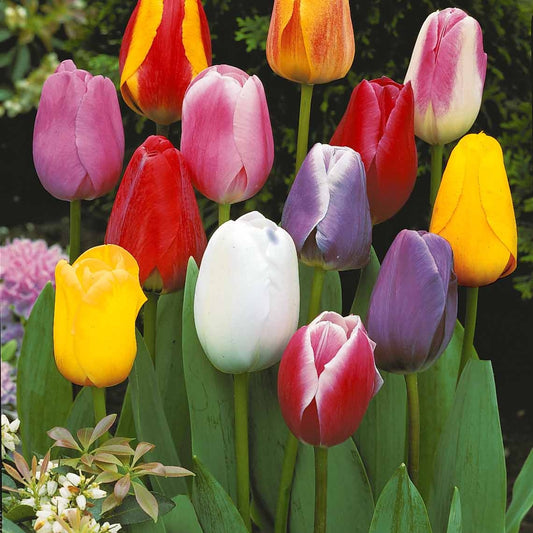 Enkele Late Tulpen gemengd (x20) - Tulipa - Voorjaarsbloeiers
