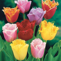 Gefranjerde tulpen gemengd (x20) - Tulipa crispa - Bloembollen