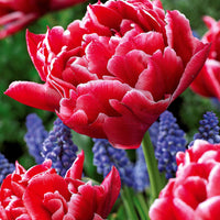 Dubbele Murillo Tulpen gemengd (x30) - Tulipa murillo 'willemsoord' 'willem van orange' ' - Voorjaarsbloeiers
