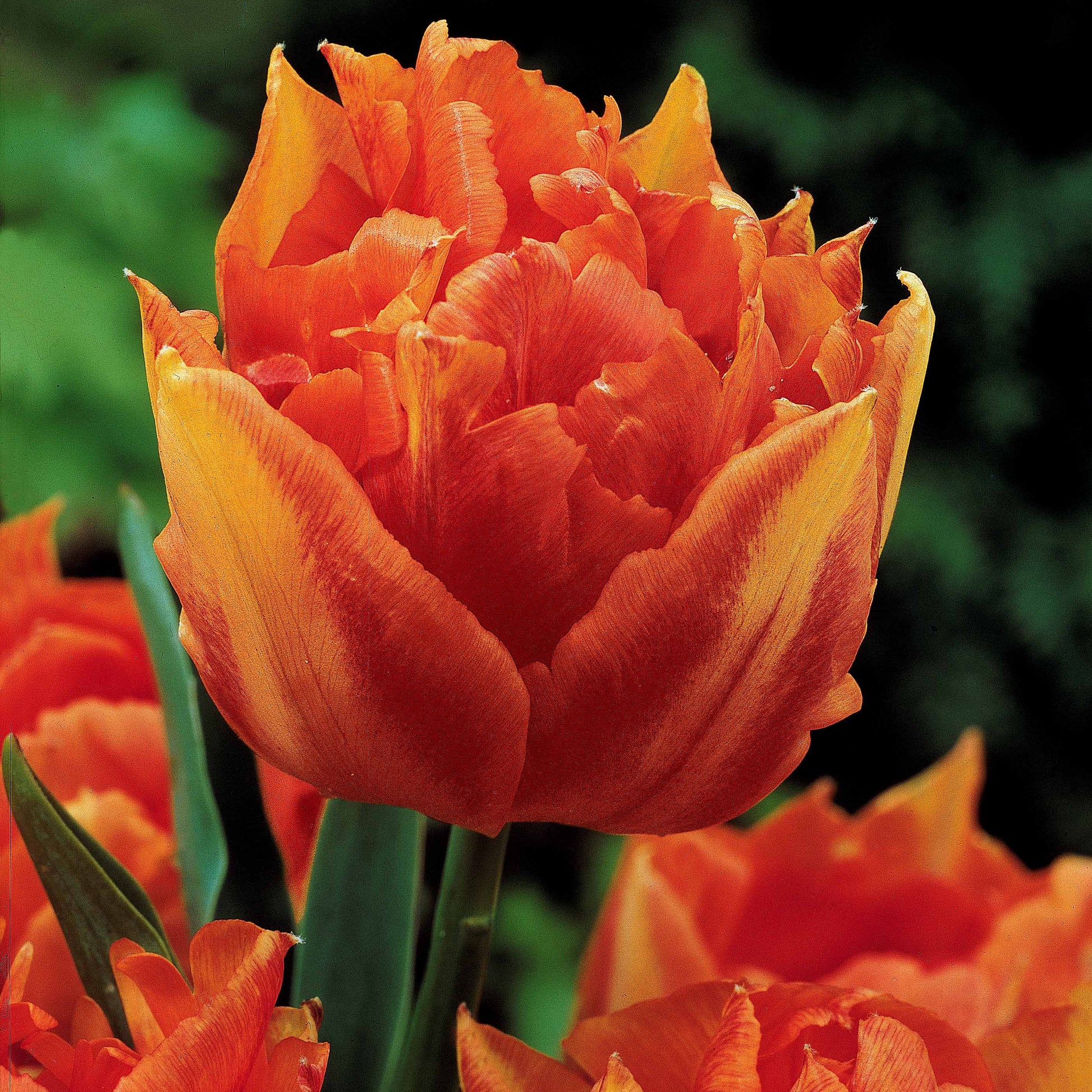 Dubbele Murillo Tulpen gemengd (x30) - Tulipa murillo 'willemsoord' 'willem van orange' ' - Tulpen