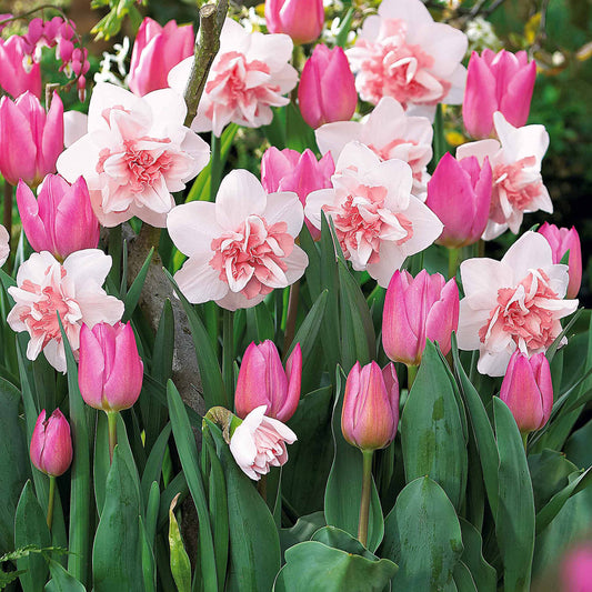 Bloembollenmix 5 'Narcis 'Replète & 10 Tulp 'Evening Breeze' - Narcissus replete , tulipa evening breeze - Voorjaarsbloeiers
