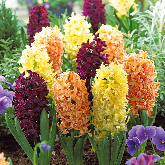 Hyacinthen Collectie: 'Gipsy Queen' + 'Woodstock' + 'City of Haarlem' (x9) - Hyacinthus orientalis 'gipsy queen', 'woodstock', - Bloembollen