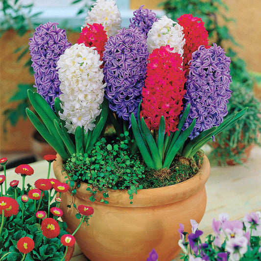 Hyacinthen Collectie: 'Ostara' + 'Jan Bos' + 'Carnegie' (x9) - Bakker