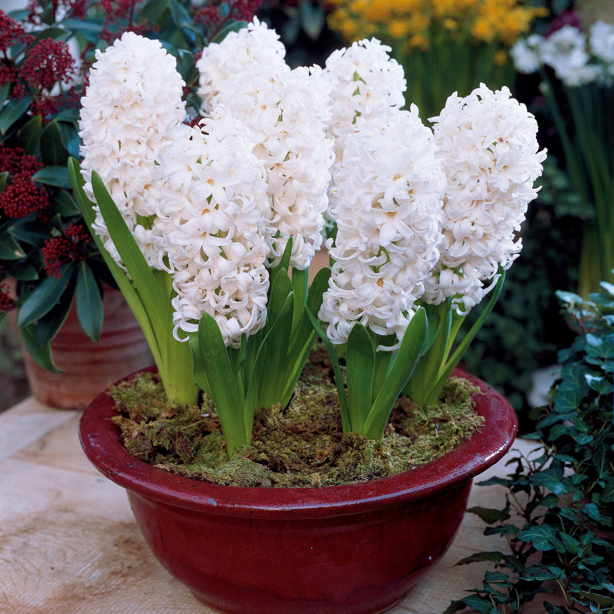 Hyacinthus 'Delft Blue', 'Jan Bos', 'Carnegie' - Hyacinthen Collectie: 'Ostara' + 'Jan Bos' + 'Carnegie' (x9) - Hyacint