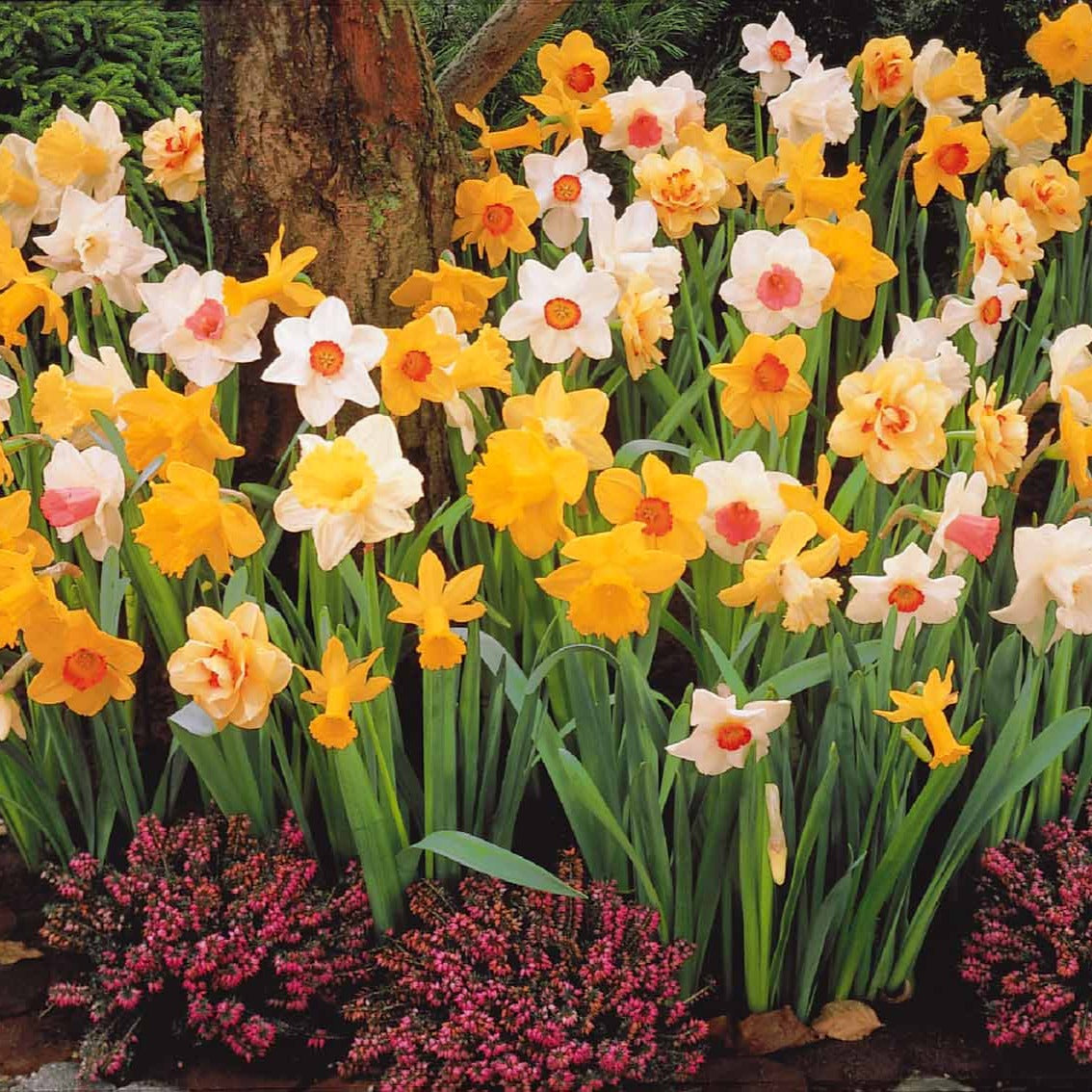 Narcissen gemengd - Narcissus - Voorjaarsbloeiers