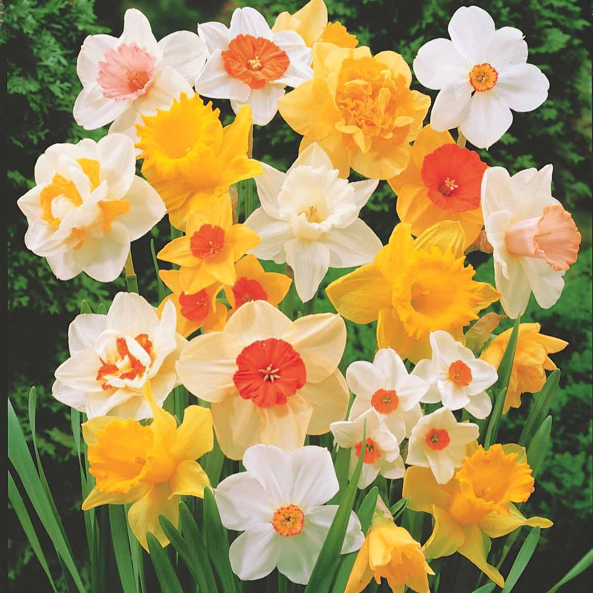 Narcissen gemengd - Narcissus - Bakker