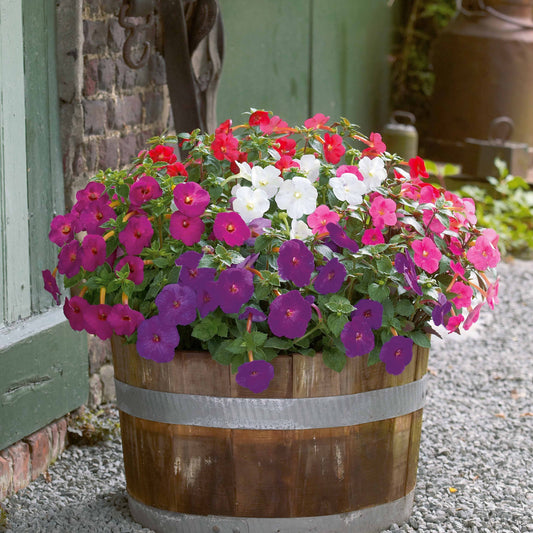 Weduwetranen (x10) - Bakker