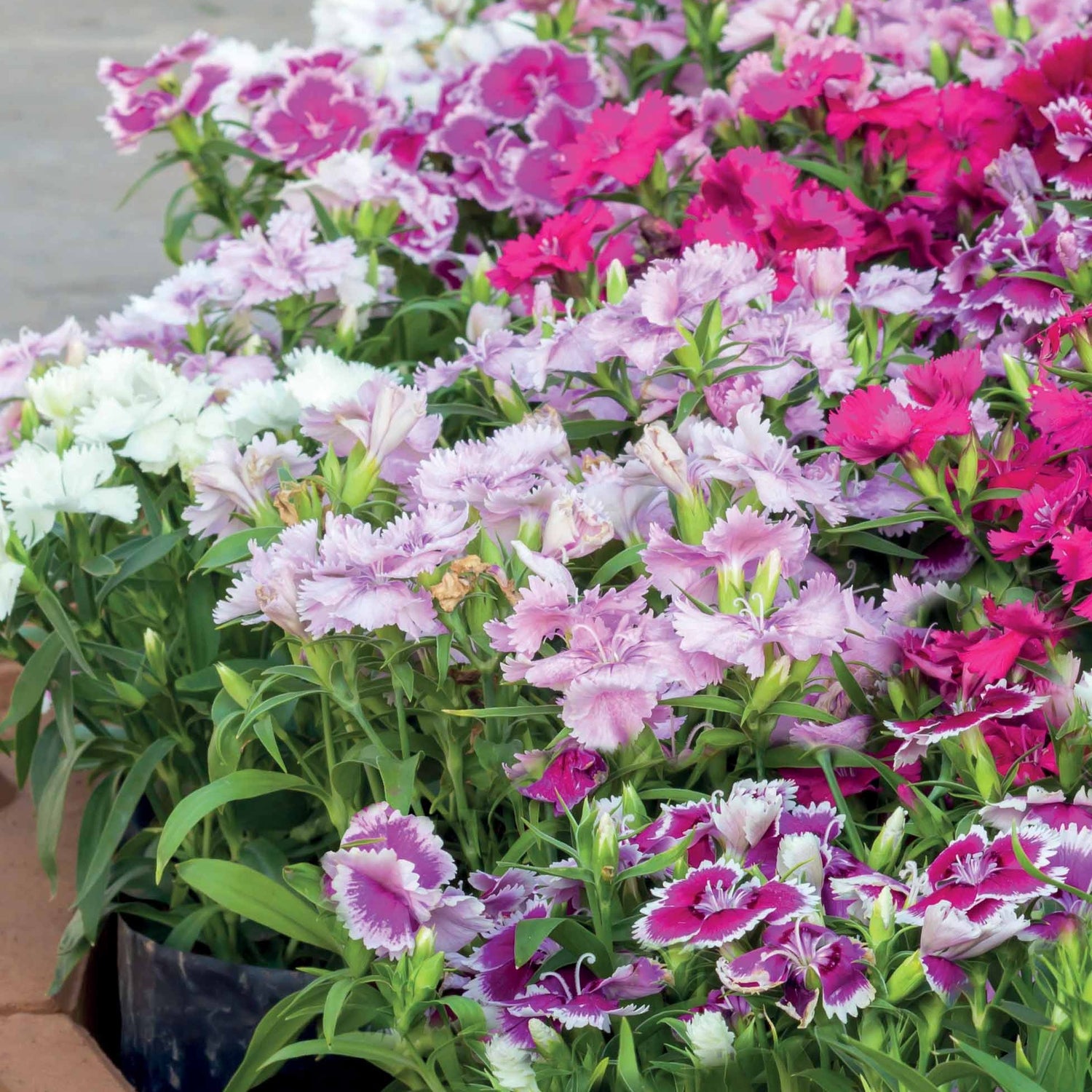 Anjers - Dianthus