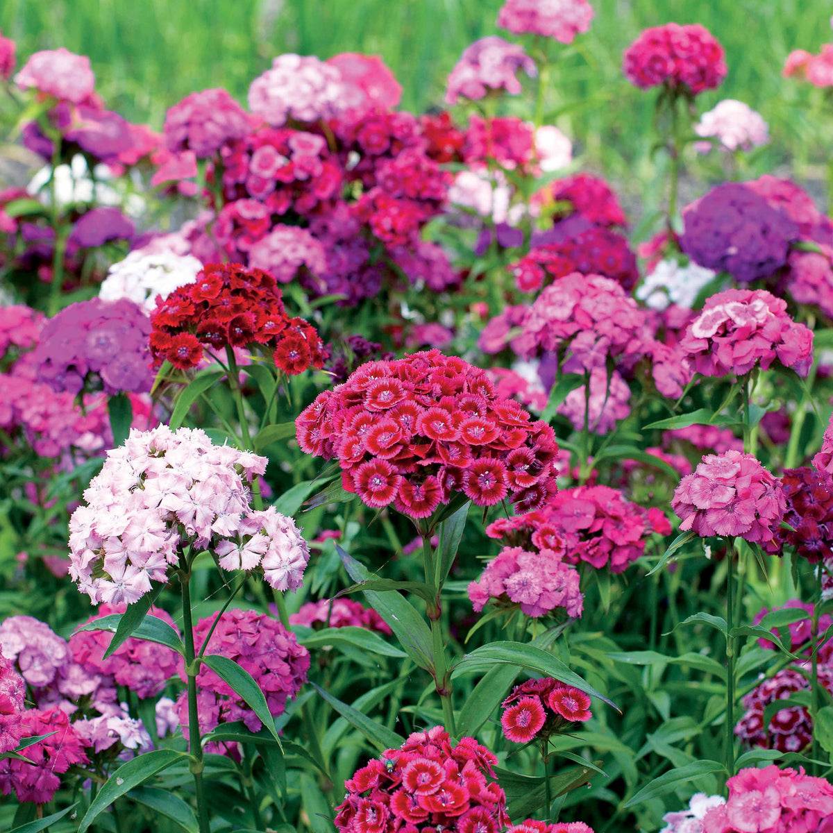Dianthus barbatus - Duizenschoon (x3) - Anjers - Dianthus