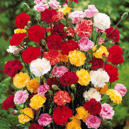 Tuinanjer 'Triomphe' (x6) - Bakker