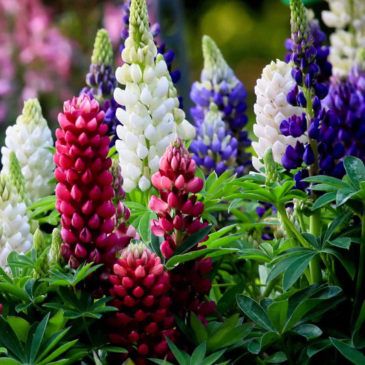 Lupine 'Hybrid Russell' (x5) - Bakker