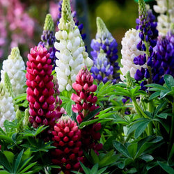 Lupine 'Hybrid Russell' (x5) - Bakker