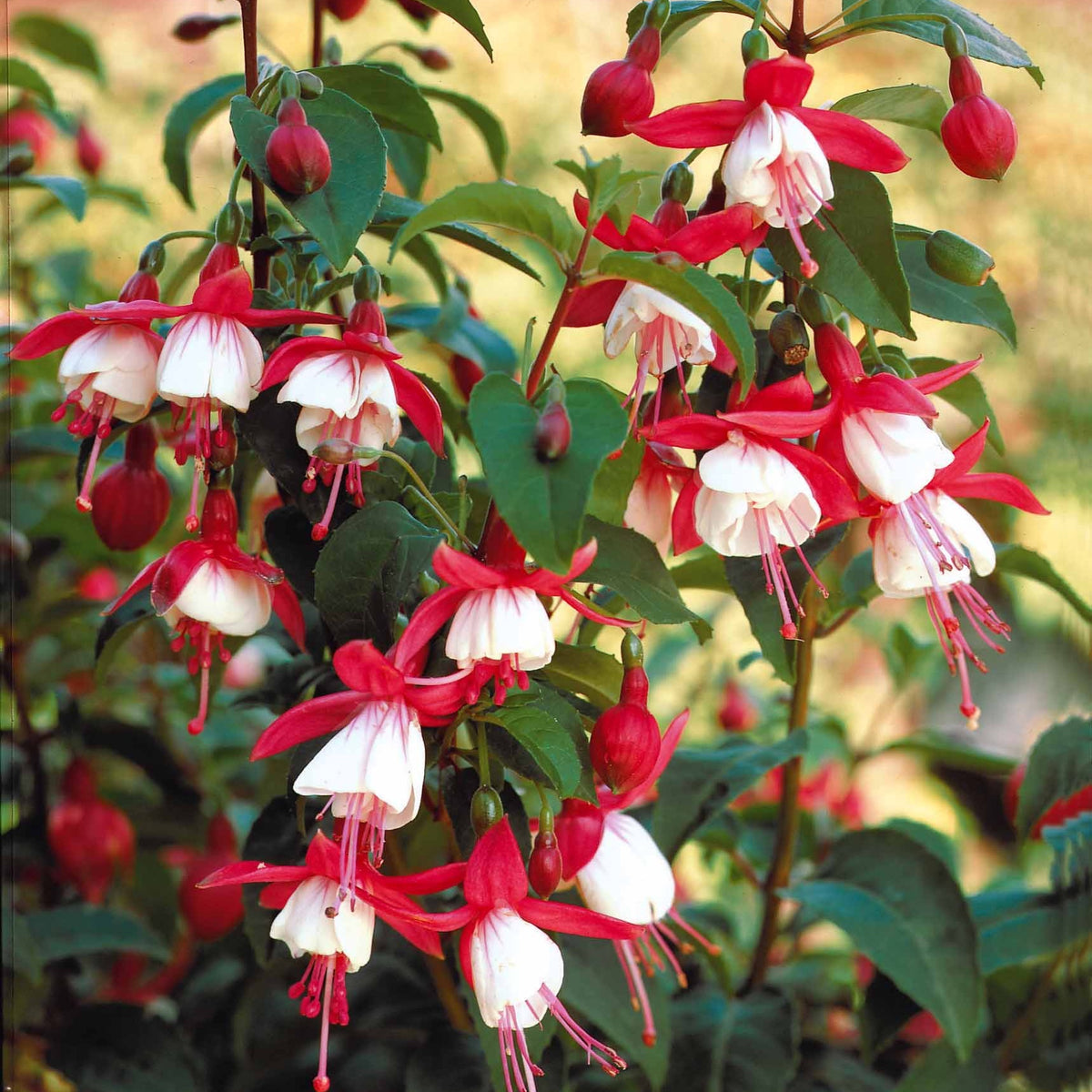 Fuchsia Mme Cornelissen,  Brilliant - Bellenplant Mix 'Madame Cornelissen' + 'Brilliant' (x3) - Fuchsia