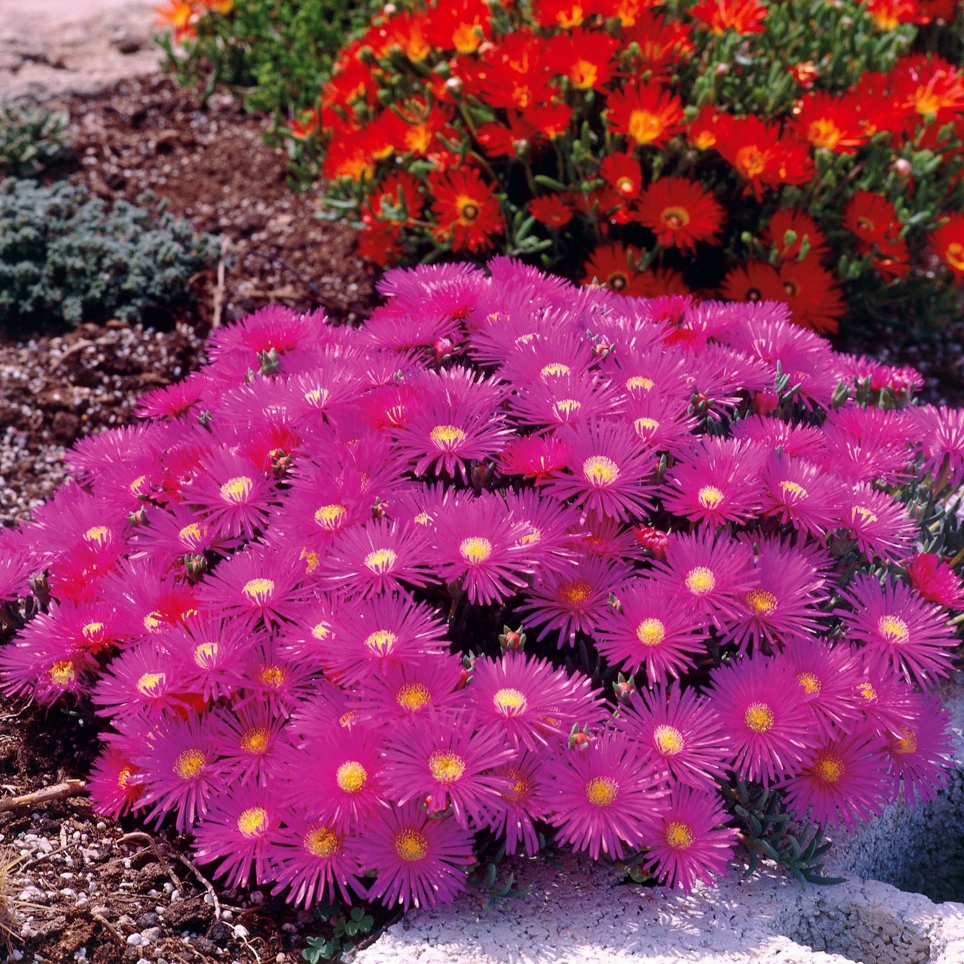 Verzameling van 6 ficoïden (geel + violet + rood) (x6) - Lampranthus aurantiacus - Heesters en vaste planten