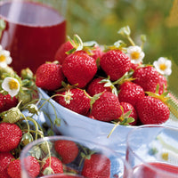 6 maanden collectie aardbeien: Savoureuse de Willemse, Mara des Bois, Gariguette (x60) - Fragaria la savoureuse de willemse cov ma48, mara - Fruit