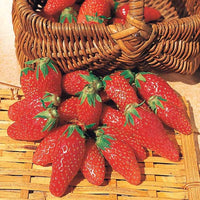 6 maanden collectie aardbeien: Savoureuse de Willemse, Mara des Bois, Gariguette (x60) - Fragaria la savoureuse de willemse cov ma48, mara - Kleine fruitbomen