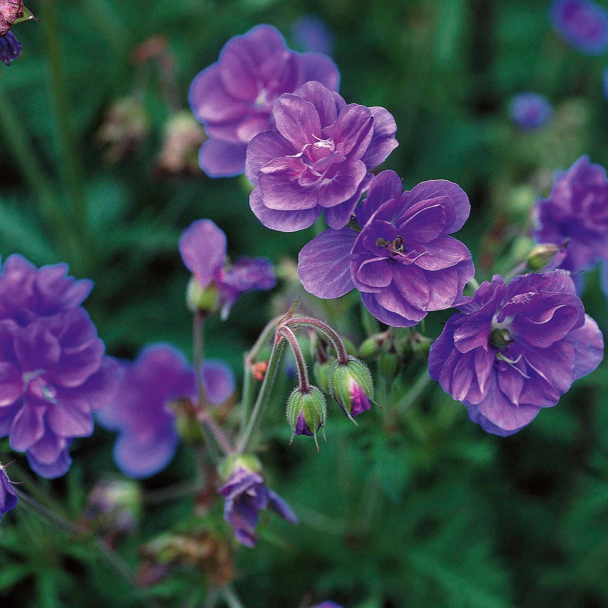 Geranium pratense double jewel, himalayense birch - Geranium Mix - roze + blauw + wit (x3) - Geraniums