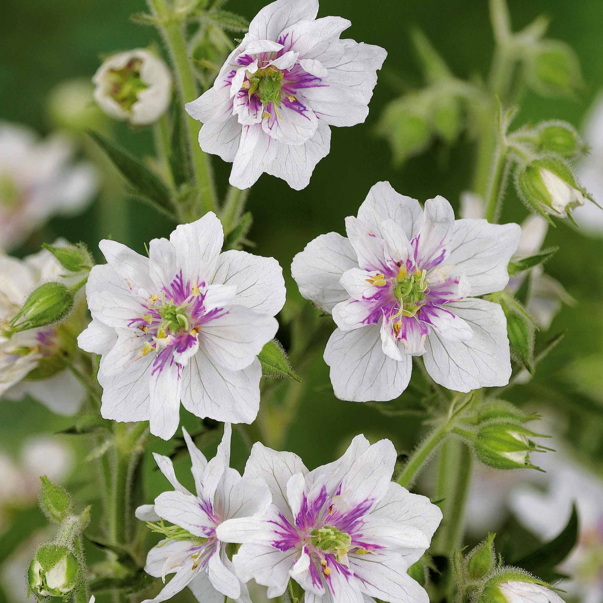 Geranium Mix - roze + blauw + wit (x3) - Bakker
