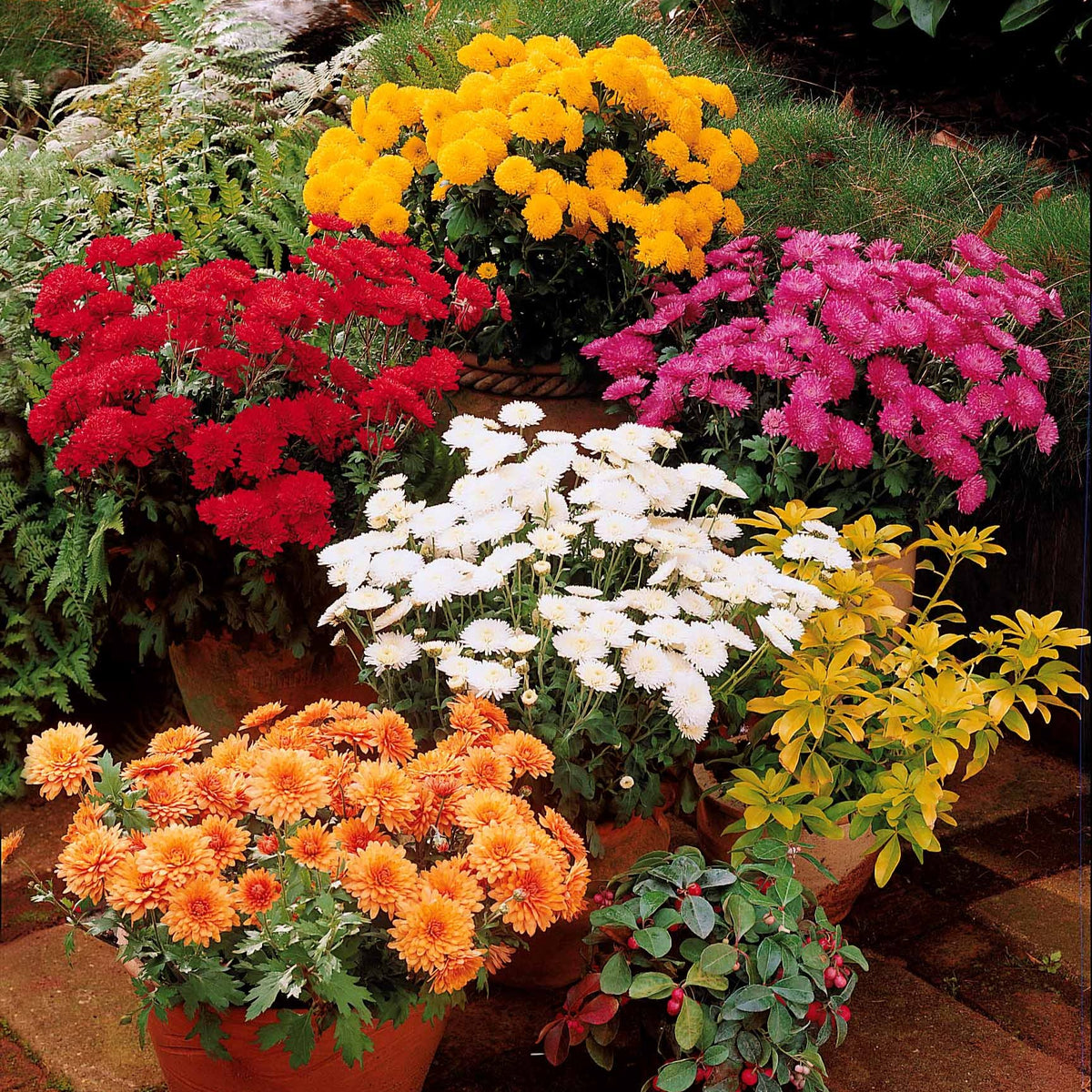 Chrysant Mix (x3) - Bakker