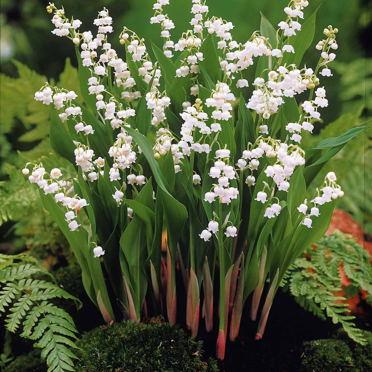 Vaste planten - Lelietjes-van-Dalen Mix (x9) - Convallaria majalis
