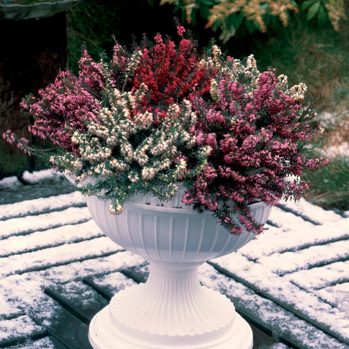 Erica darleyensis - Winterheide - rood + wit + roze (x6) - Bloeiende vaste planten