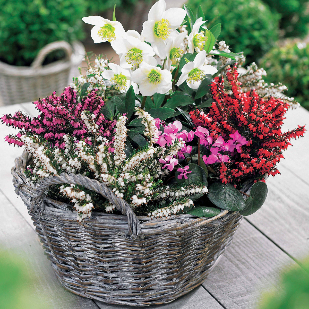 Winterkollektie (x4) - Erica + helleborus niger - Bakker