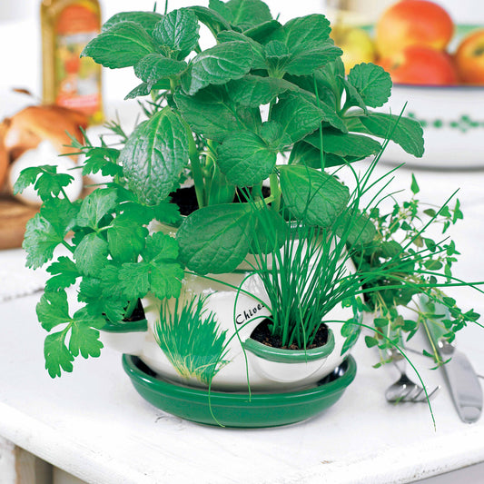 Kruidenplantpot Kit - Bakker