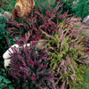Struikheide - rood + roze + geel (x6) - Calluna vulgaris - Tuinplanten
