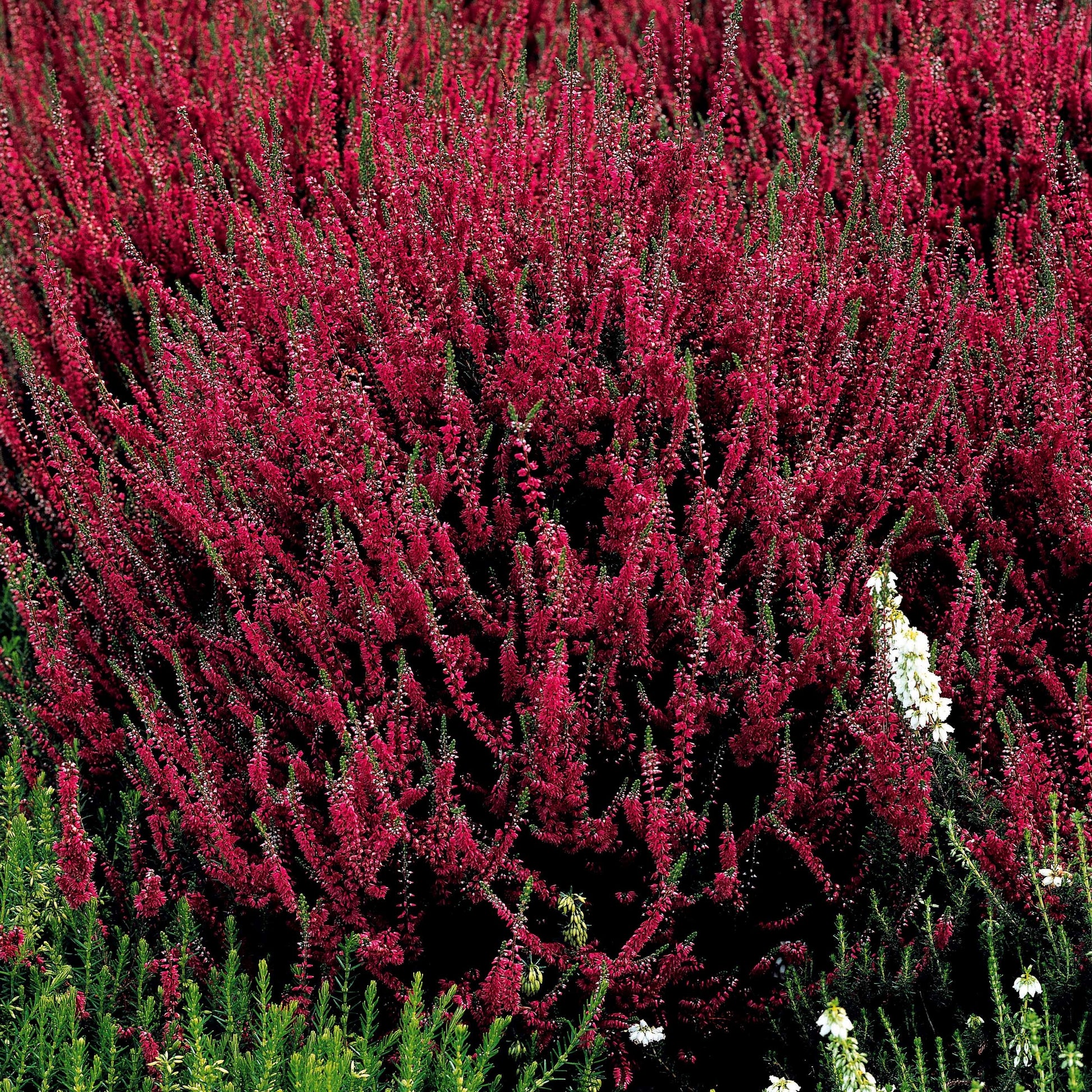 Struikheide - rood + roze + geel (x6) - Calluna vulgaris - Vaste planten