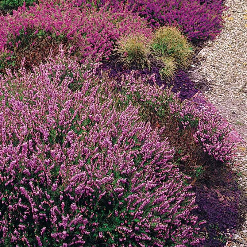 Verkoop Struikheide - rood + roze + geel (x6)