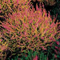 Struikheide - rood + roze + geel (x6) - Calluna vulgaris - Heesters en vaste planten
