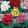 Grasanjer mix 'Fortuna', 'Haytor', 'Alice', 'Desmond' (x6) - Dianthus caryophyllus Grenadine, Plumarius Roseus - Tuinplanten