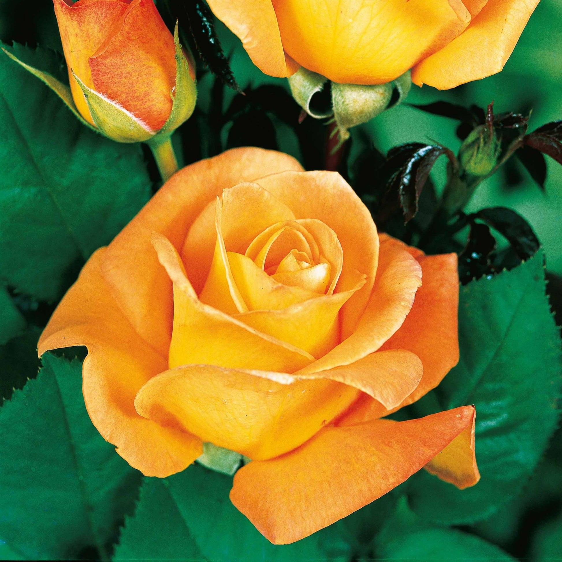 Collectie grootbloemige rozen ( Famosa +  Whisky +  Double Delight) (x3) - Rosa 'famosa', 'whisky', 'double delight' - Rozen