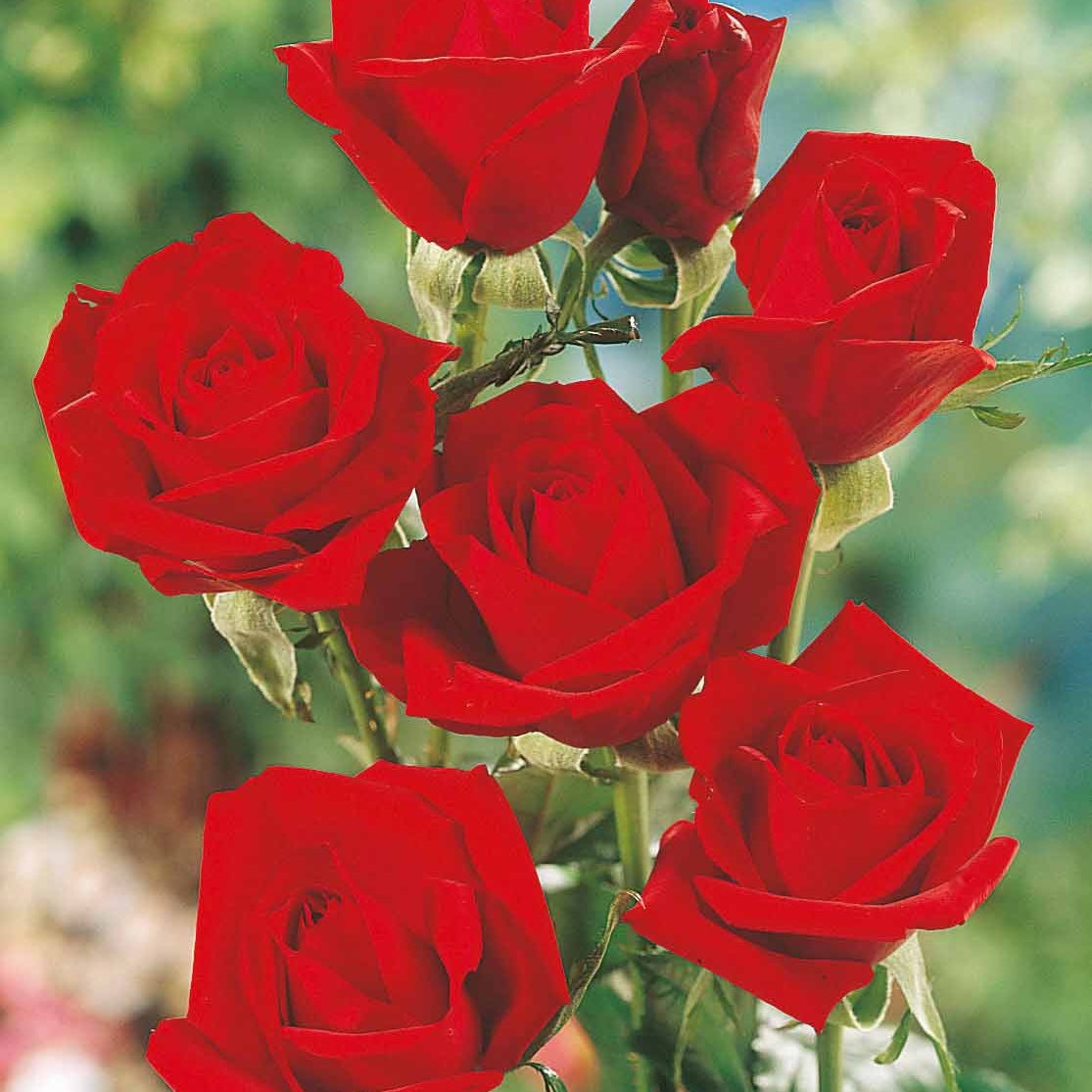 Rozen - Snijroos Mix (x5) - Rosa 'hadangel', 'oklahoma', 'pink perfume', 'oran