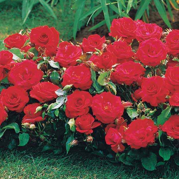 Rozenmix 'Compact' - rood + geel + roze (x3) - Rosa randilla - Tuinplanten