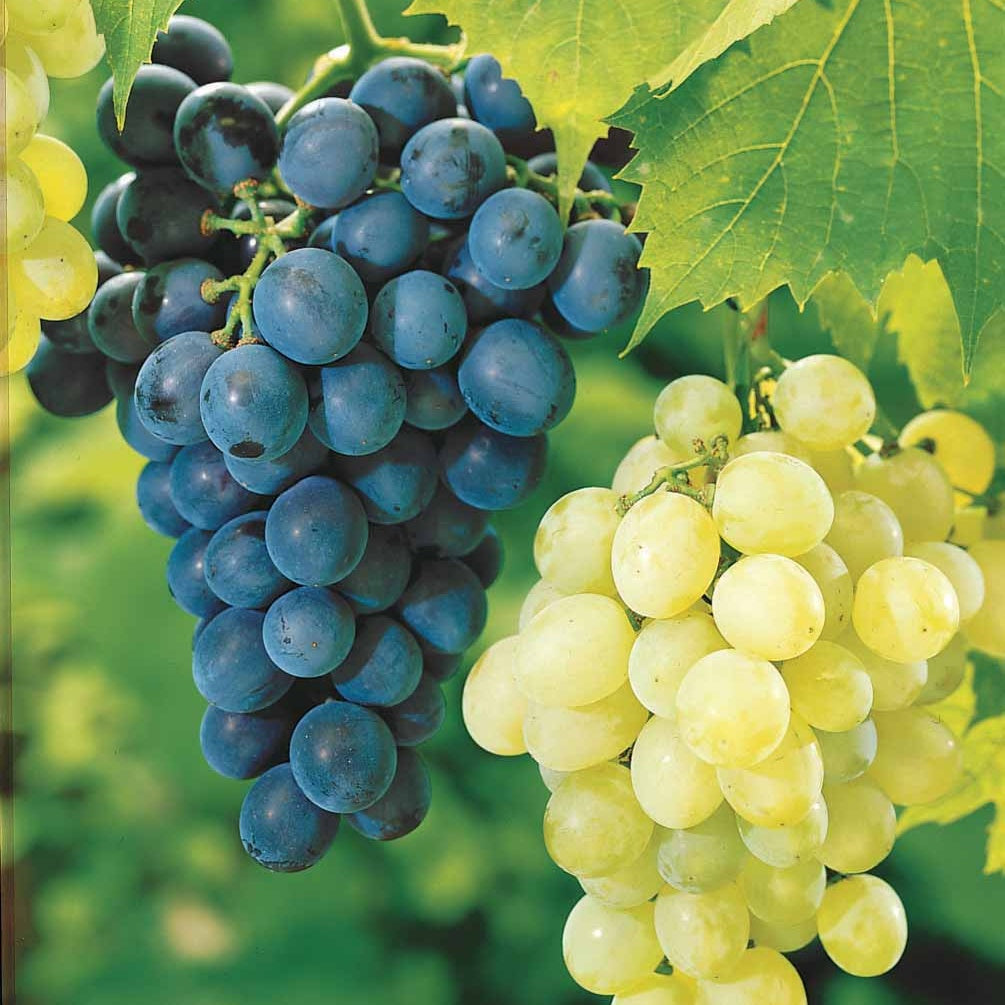 Druif Mix 'Muscat de Hambourg' + 'Chasselas de Fontainebleu' (x2) - Bakker