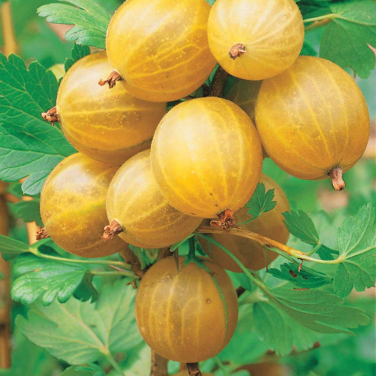 Kruisbes Mix 'Winhams Industry' + 'Anglaise Blanch' (x4) - Ribes uva-crispa Winham's Industry, Anglaise Blanche - Bakker