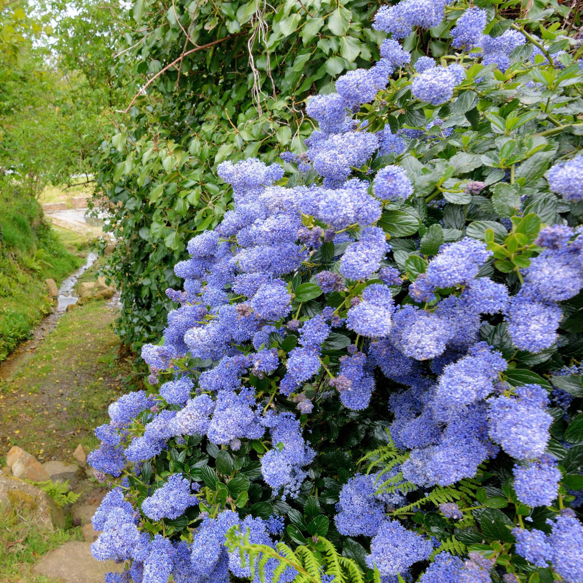 Ceanothus impressus Victoria - Amerikaanse sering 'Victoria' - Ceanothus - Californische sering