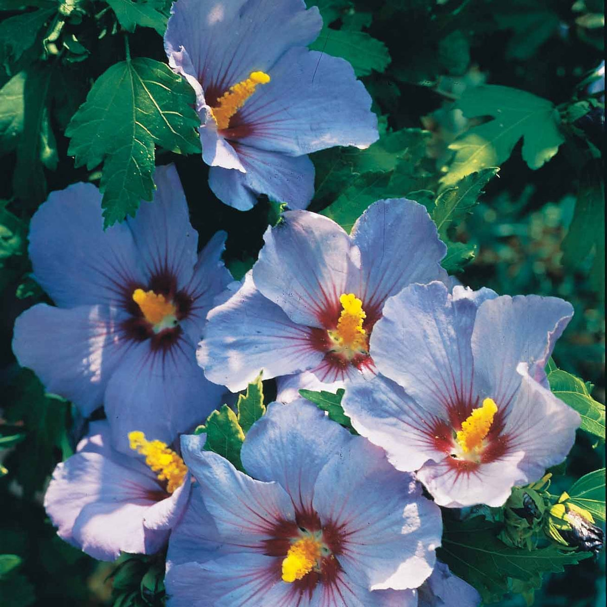Collectie tuinhibiscus op stam (x2) - Hibiscus syriacus - Bakker