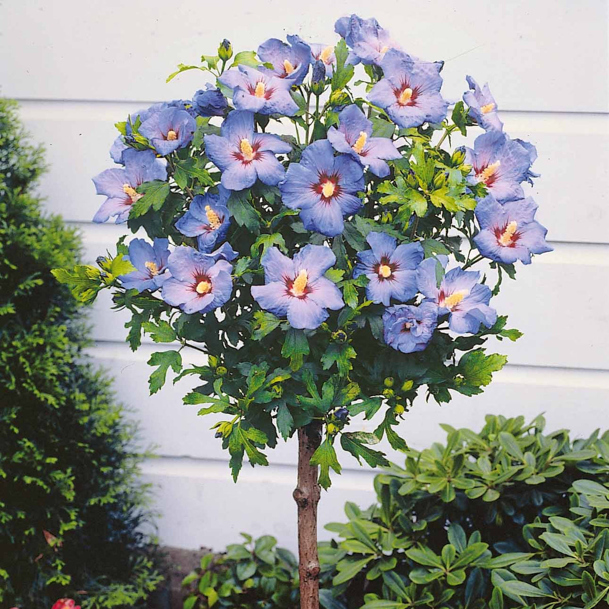 Hibiscus - Collectie tuinhibiscus op stam (x2) - Hibiscus syriacus