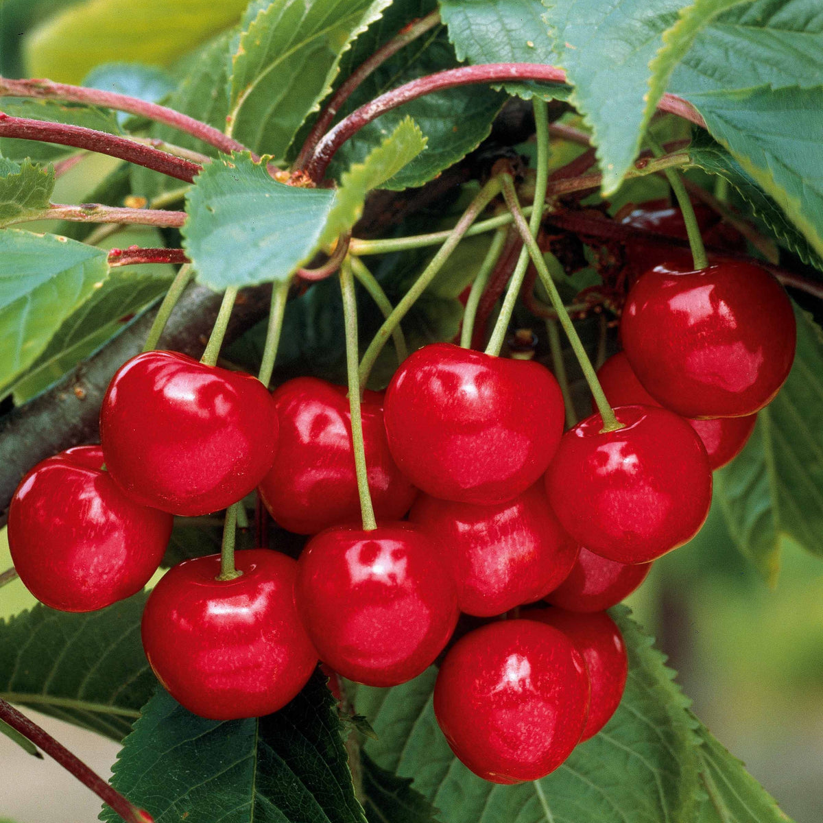 Verkoop Zoete kers Mix 'Van' + 'Napoleon' + 'Burlat' (x3) - Prunus avium van, napoleon, burlat