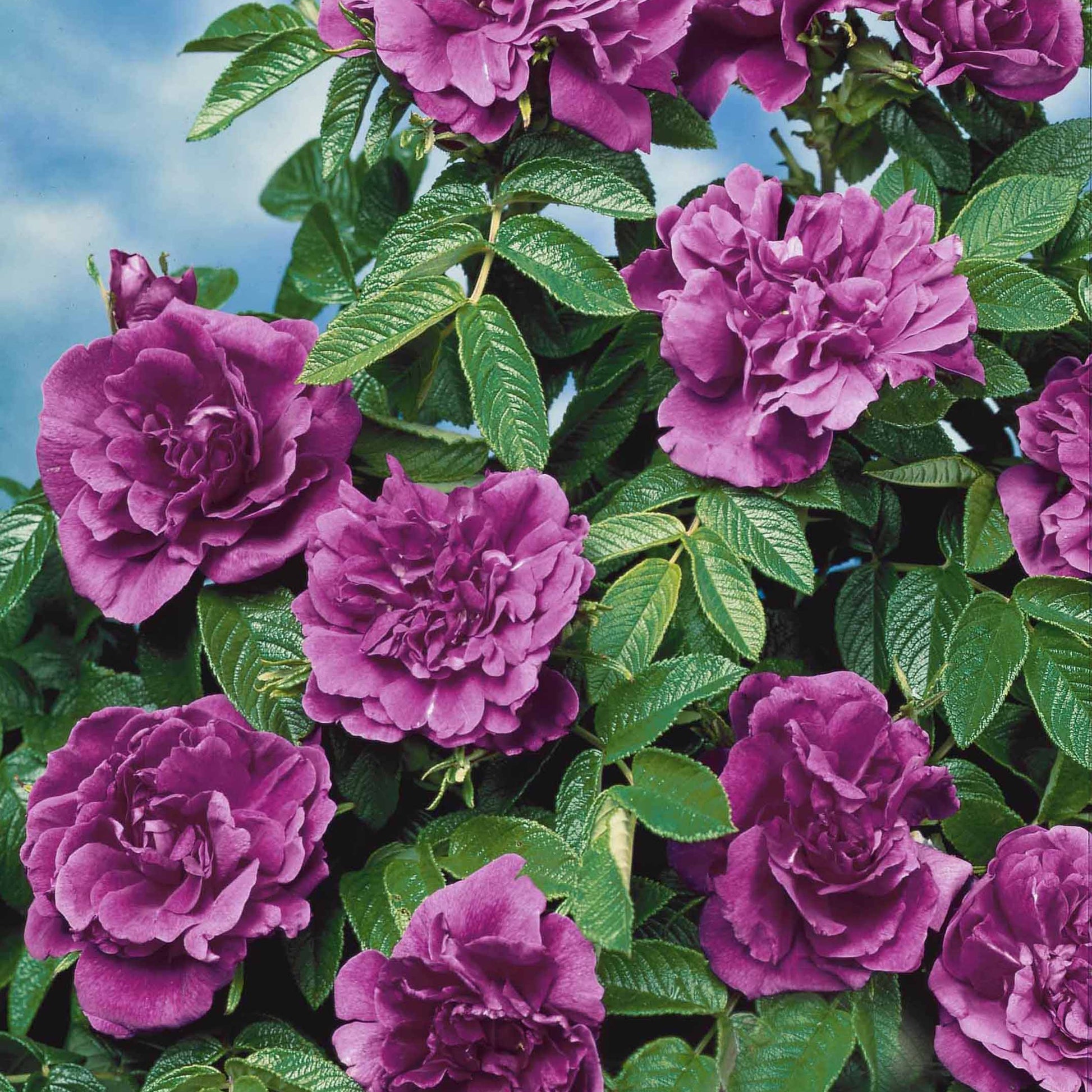 Collectie van 2 botanische rozen (x2) - Rosa rugosa hansa , boule de neige - Rozen