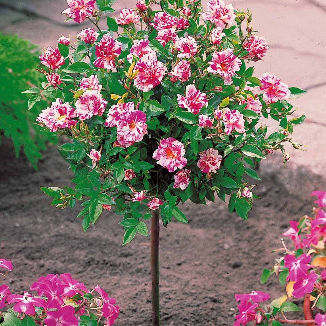 Stamroos Mix 'Armida' + 'Mousha' (x2) - Rosa (m) armida + mousha - Bakker