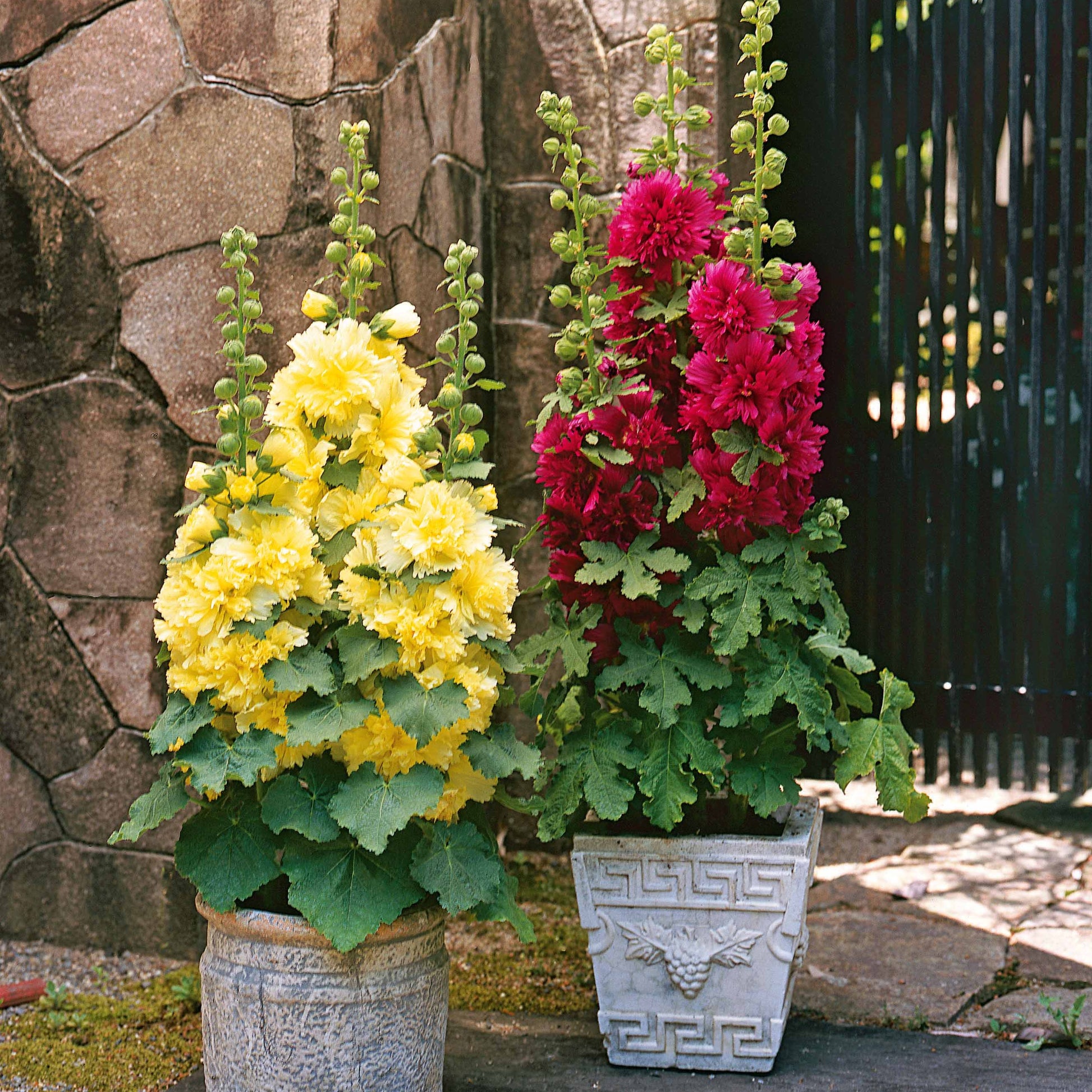 Collectie Dwergstokrozen (x3) - Alcea rosea spring celebrities 'crimson red' + 'lemon' + 'purple' - Tuinplanten