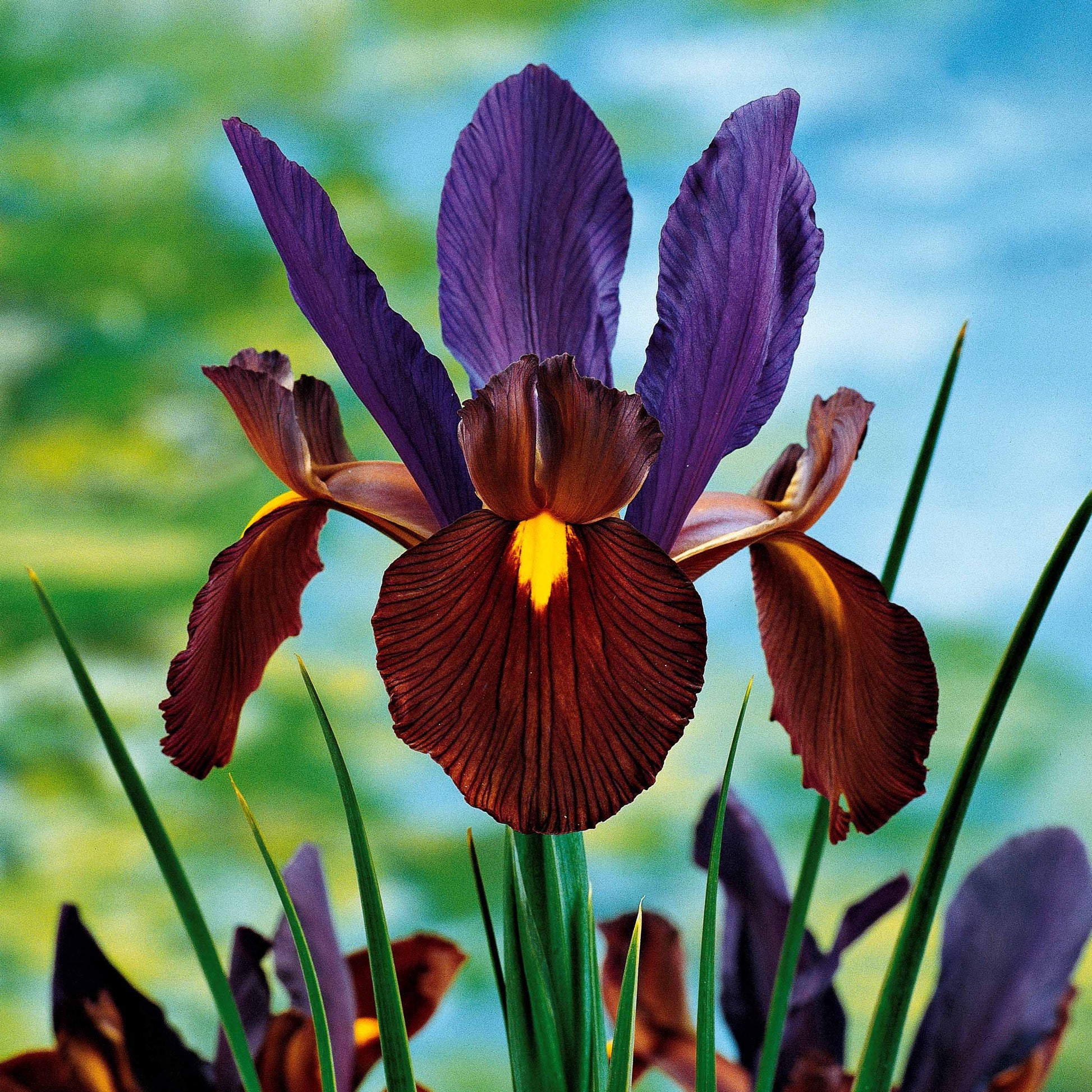 Hollandse Iris Mix (x40) - Iris hollandica frans hals, rosario, tiger eyes, b - Irissen - Iris