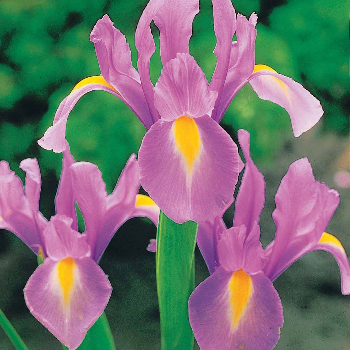 Hollandse Iris Mix (x40) - Iris hollandica frans hals, rosario, tiger eyes, b