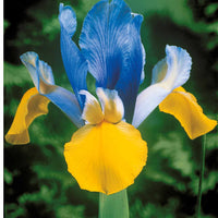 Hollandse Iris Mix (x40) - Iris hollandica frans hals, rosario, tiger eyes, b - Voorjaarsbloeiers