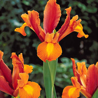 Hollandse Iris Mix (x40) - Iris hollandica frans hals, rosario, tiger eyes, b