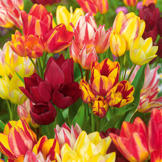 Meerbloemige Tulpen gemengd (x10) - Tulipa - Bloembollen