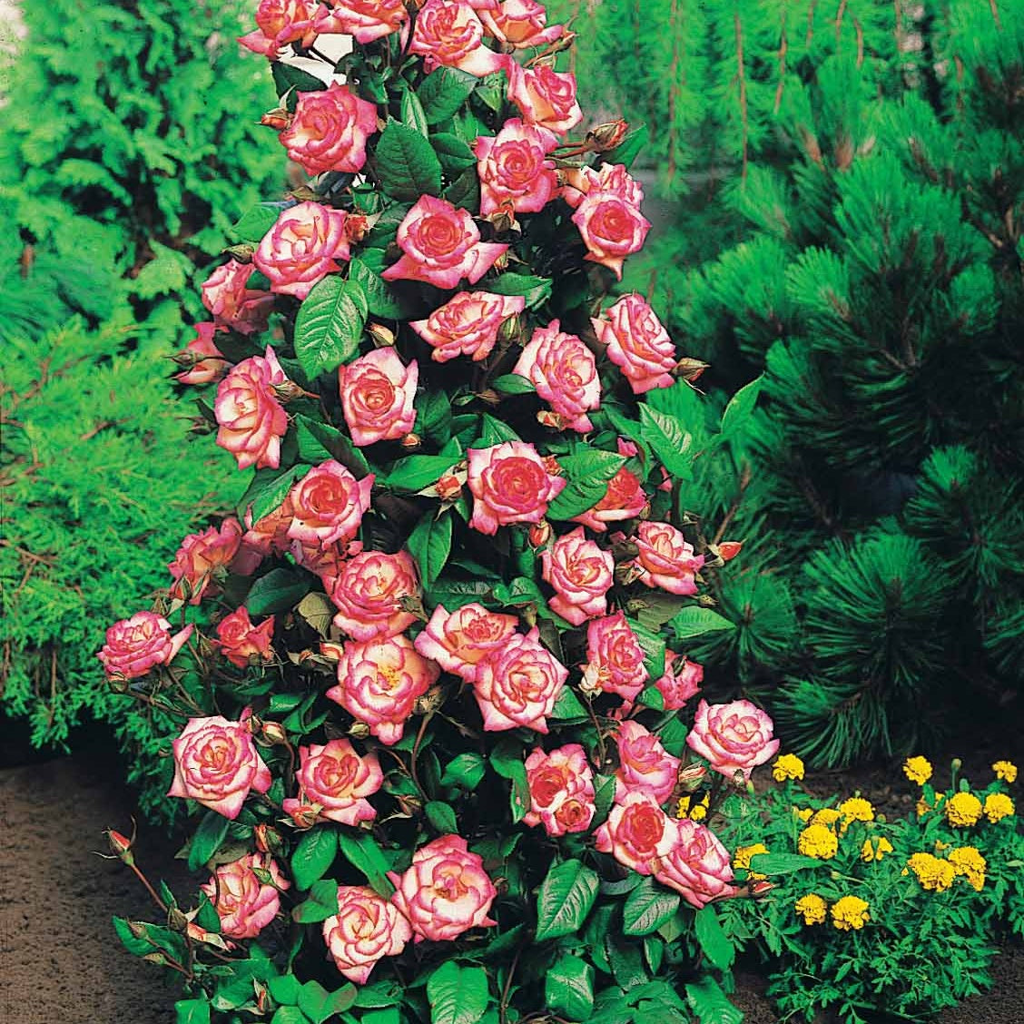 Rosa shalom + haendel + westerland+korbin - Rozenmix 'Shalom' + 'Korbin' + 'Westerland' + 'Land' (x4) - Rozen - Naakte wortels